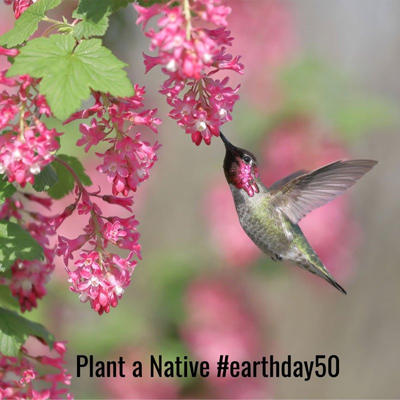male-annas-hummingbird-feeding-on-red-flowering-currant-picture-id982873918